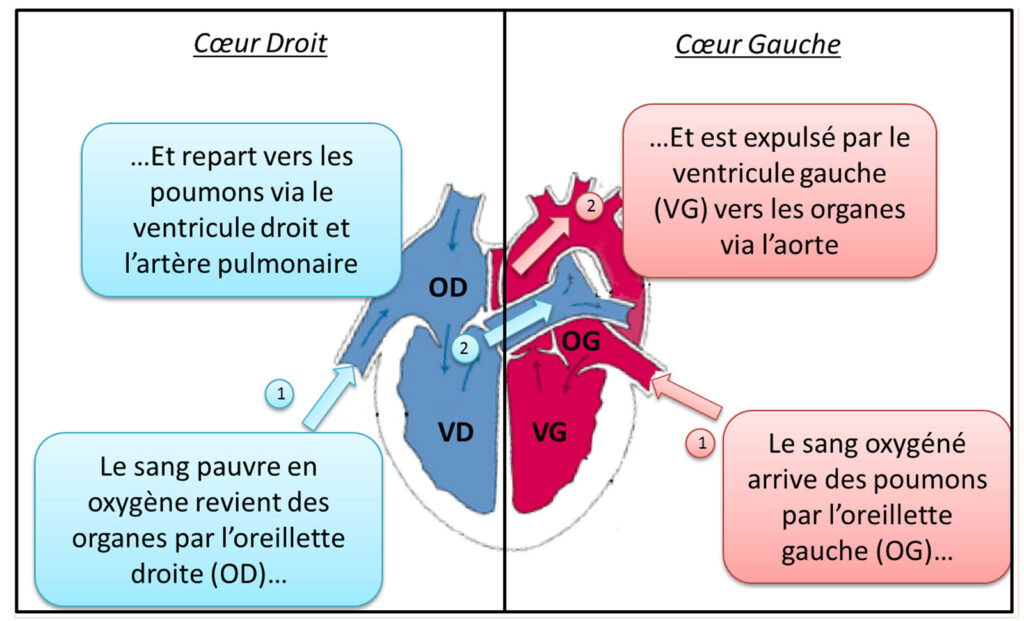 découvrez comment l'eau affecte les poumons en cas d'insuffisance cardiaque, ses symptômes, et les méthodes de gestion pour améliorer la santé respiratoire et cardiaque.