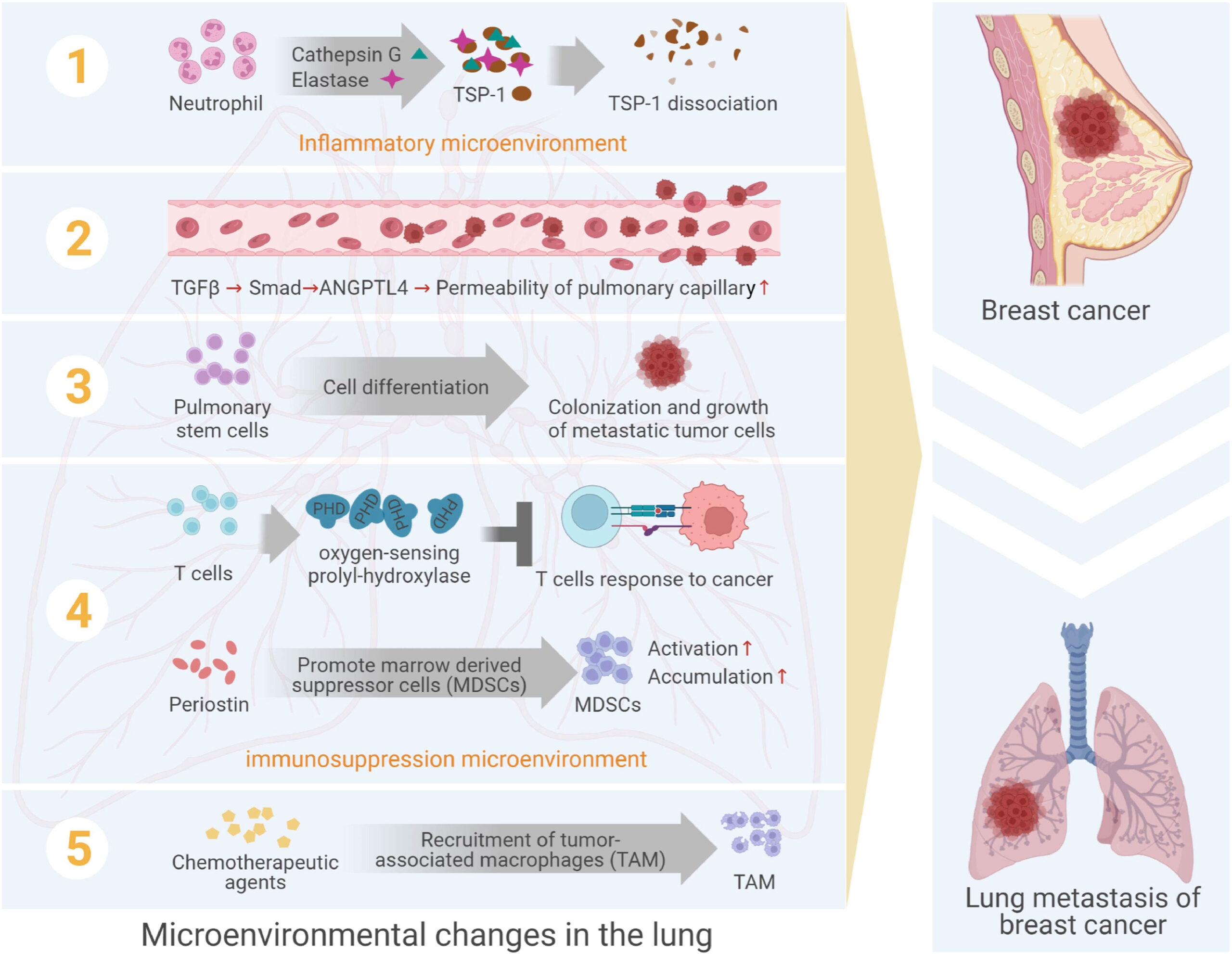 découvrez l'impact du cancer sur le liquide pulmonaire, ses symptômes, diagnostics et traitements pour mieux comprendre cette maladie.