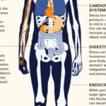 Les effets secondaires du stress sur le corps et l&rsquo;esprit