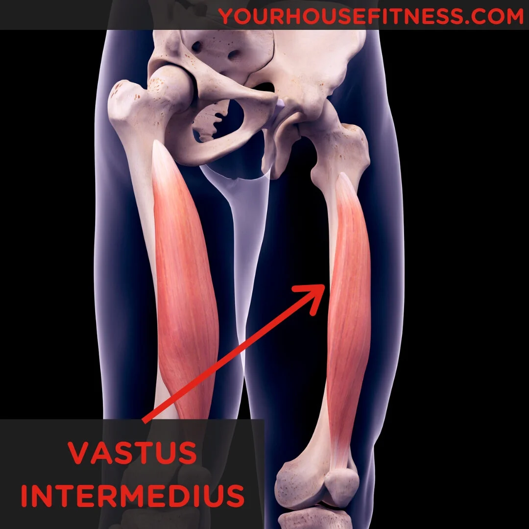 renforcez vos muscles vastes internes grâce à des exercices ciblés pour améliorer la stabilité et la performance de vos jambes.