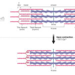 Comprendre les différents types de contractions musculaires et leurs fonctions