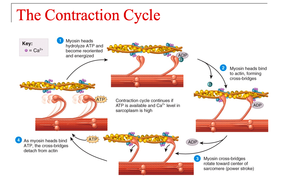 découvrez les mécanismes des contractions musculaires, leur fonctionnement et leur rôle essentiel dans le mouvement et la force du corps humain.