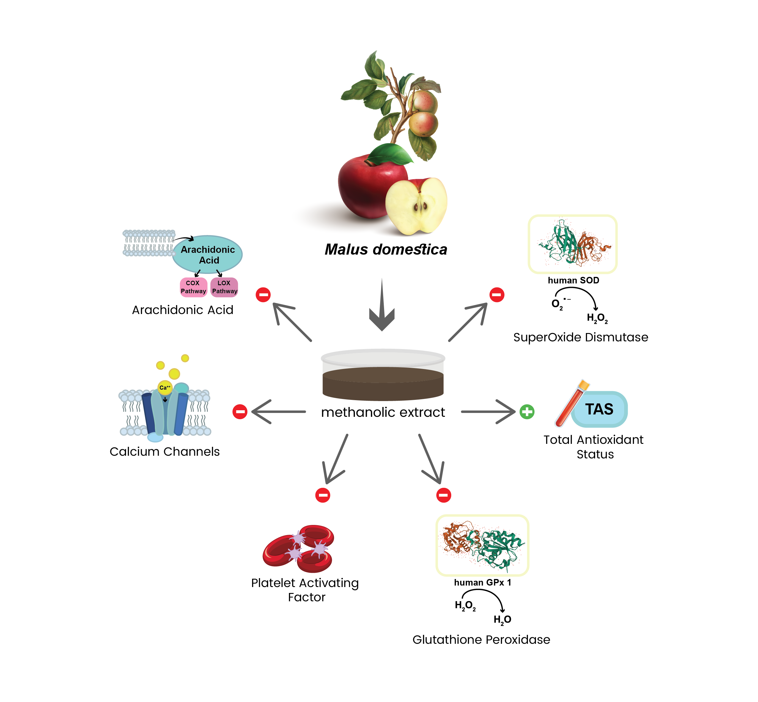 découvrez les effets anticoagulants de la pomme et leurs bienfaits potentiels pour la santé cardiovasculaire.