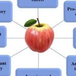 Pomme et anticoagulant : quels effets et précautions à connaître