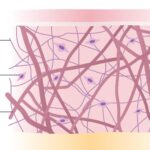 Pourquoi l&rsquo;élastine et le collagène sont essentiels pour une peau en bonne santé